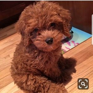 Meet your Posher, Danielle